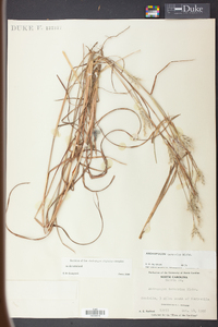 Andropogon ternarius image