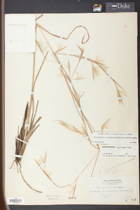 Andropogon virginicus var. glaucus image