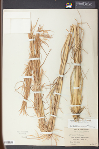 Andropogon virginicus var. hirsutior image