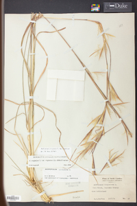 Andropogon virginicus var. virginicus image