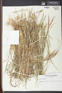 Andropogon virginicus var. virginicus image