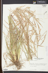 Andropogon virginicus var. virginicus image