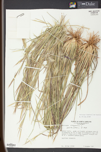 Andropogon virginicus var. virginicus image