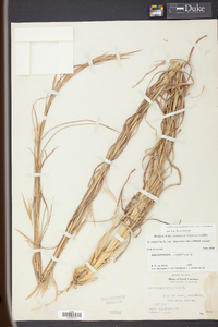 Andropogon virginicus var. virginicus image