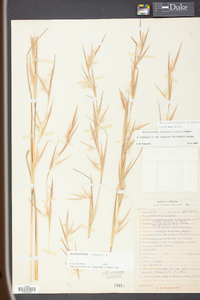 Andropogon virginicus var. virginicus image