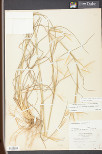 Andropogon virginicus var. virginicus image