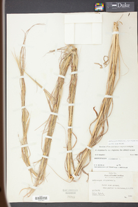 Andropogon virginicus var. virginicus image