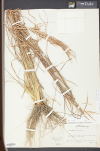 Andropogon virginicus var. virginicus image