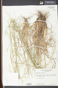 Andropogon virginicus var. virginicus image