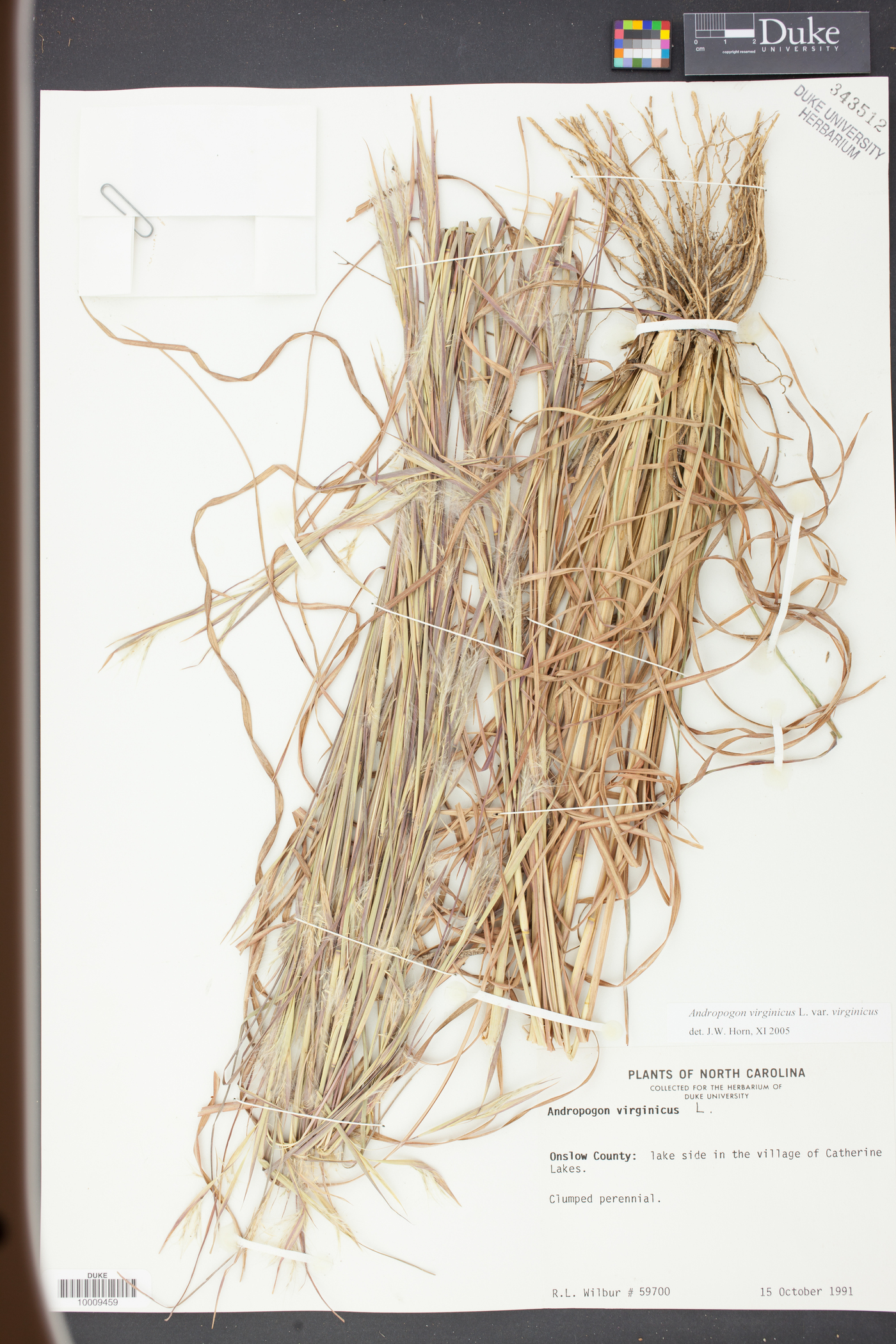 Andropogon virginicus var. virginicus image