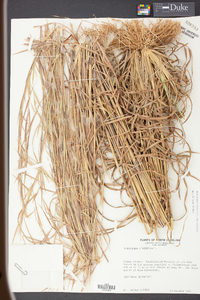 Andropogon virginicus var. virginicus image