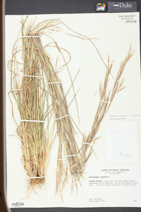 Andropogon virginicus var. virginicus image