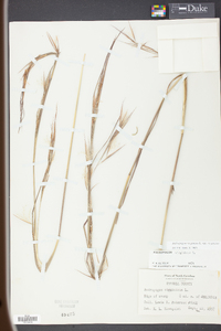 Andropogon virginicus var. virginicus image