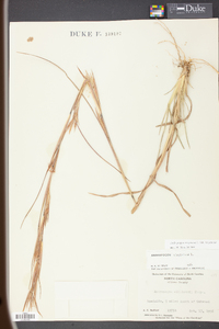 Andropogon virginicus var. virginicus image