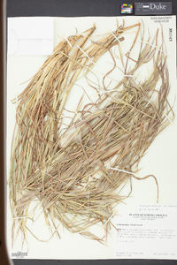 Andropogon virginicus var. virginicus image