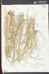 Andropogon virginicus var. virginicus image