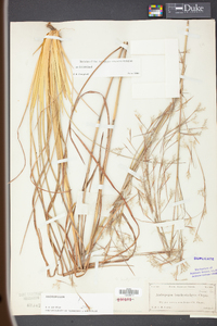 Andropogon brachystachyus image