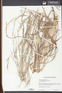 Andropogon capillipes image