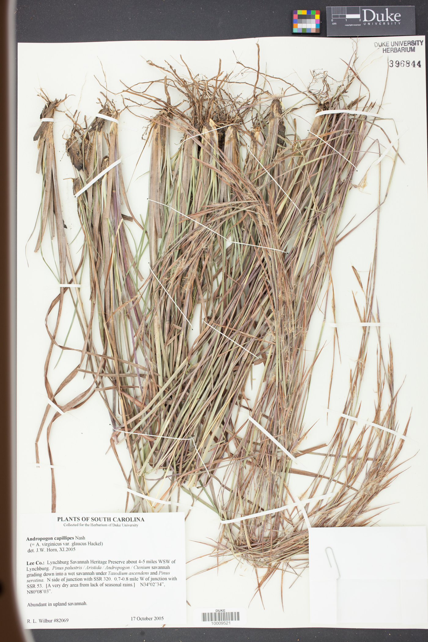 Andropogon capillipes image