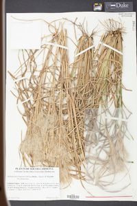 Andropogon glomeratus image