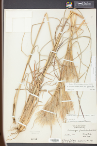 Andropogon glomeratus image