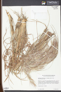 Andropogon glomeratus image