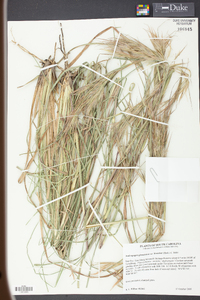 Andropogon glomeratus image