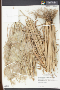 Andropogon glomeratus var. pumilus image