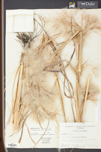 Andropogon glomeratus var. pumilus image