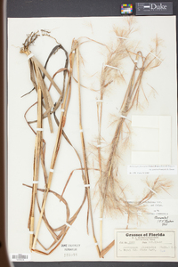 Andropogon glomeratus image