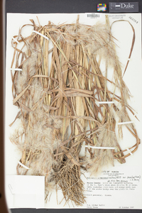 Andropogon glomeratus var. pumilus image