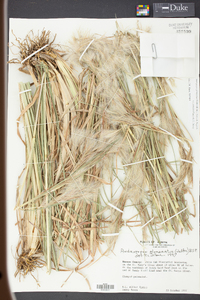 Andropogon glomeratus image