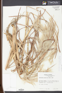 Andropogon glomeratus image