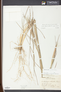 Andropogon gyrans image