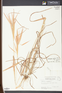 Andropogon gyrans image