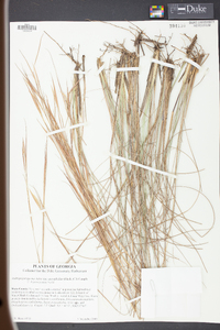 Andropogon gyrans image