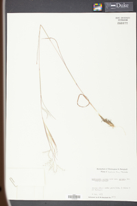 Andropogon gyrans image