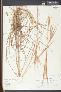 Andropogon gyrans image