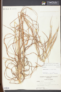 Andropogon gyrans image