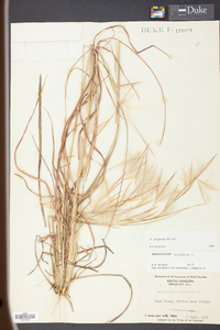 Andropogon longiberbis image