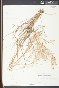 Andropogon longiberbis image