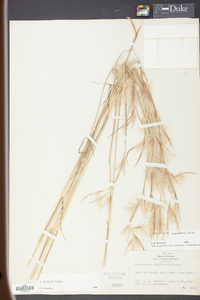 Andropogon longiberbis image