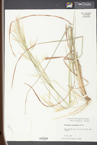 Andropogon longiberbis image