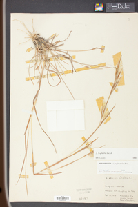 Andropogon longiberbis image