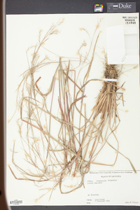 Schizachyrium scoparium var. scoparium image