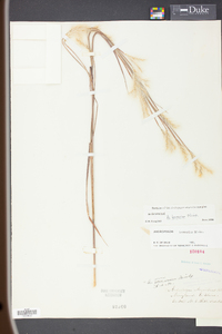 Andropogon ternarius image