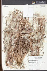 Andropogon ternarius image