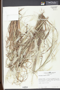 Andropogon ternarius image