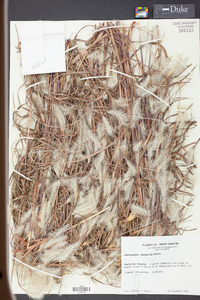 Andropogon ternarius image