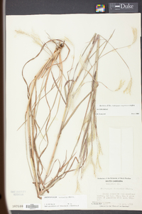 Andropogon ternarius image